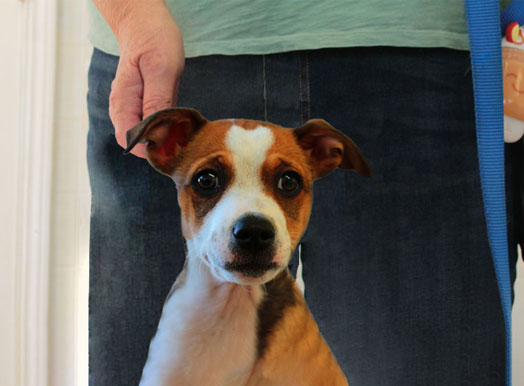 This image displays is used for Vista View Apartments Pet Screening page link button